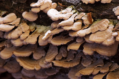 34 : Fungi growth on an old log