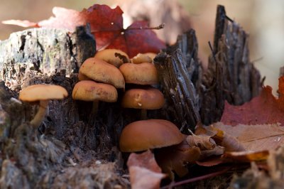35 : Mushroom growth on the old stump