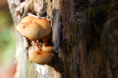 37 : Mushroom growth on the old stump