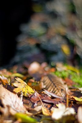 Leaf confetti