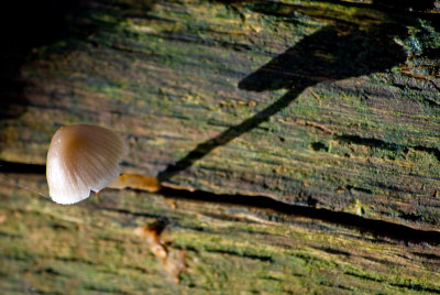 DSC_0875 copy.jpg