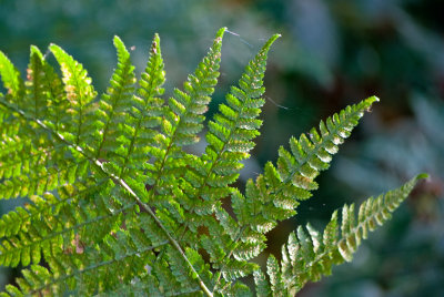 DSC_0911 copy.jpg