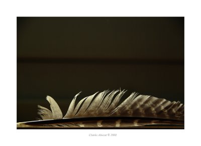 FEATHERS AND VARIATIONS