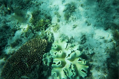 Humpy Island 009