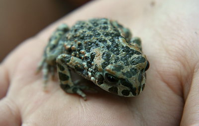 Frog 5012