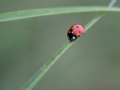 Ladybird  5435