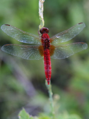 Dragonfly2_5441.jpg