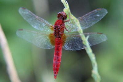 DragonflyRed_5436.jpg