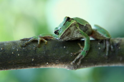 Frog 5561