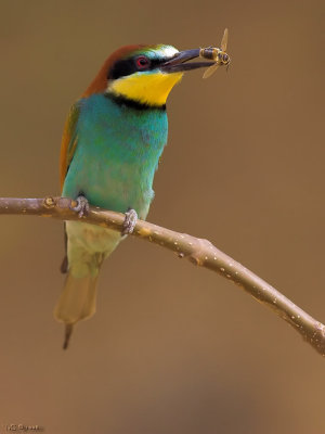 Bee-Eater1.jpg