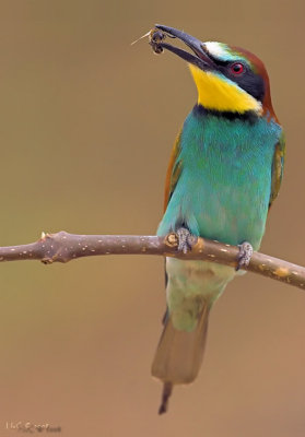 Bee-Eater2.jpg