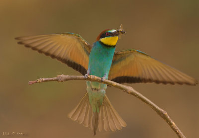 Bee-Eater5.jpg