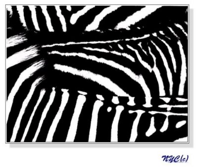 Zebra0.jpg