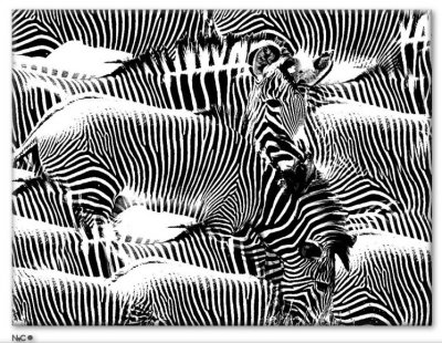 Zebra1a.jpg