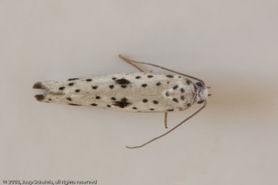 1354 Spinselmot - Yponomeuta plumbella