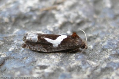 4998 Hoefijzermot - Epiblema foenella