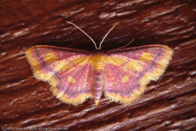 08104 Geelpurperen Spanner - Purple-bordered Gold - Idaea muricata