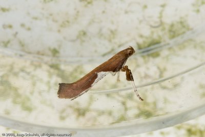 1131 Wilgensteltmot - Caloptilia stigmatella