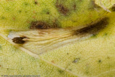 1326 Berkenvouwmot - Phyllonorycter ulmifoliella