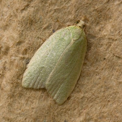 4370 Groene Eikenbladroller - Green Oak Tortrix - Tortrix viridana