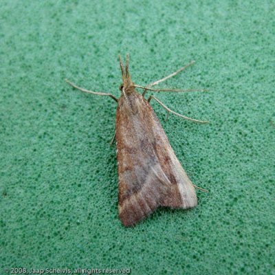 5620 Pinokkiomot - Synaphe punctalis