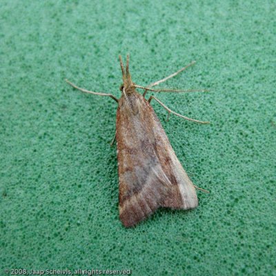 5620 Pinokkiomot - Synaphe punctalis