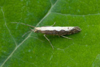 1525 Koolmot - Diamond-back Moth - Plutella xylostella