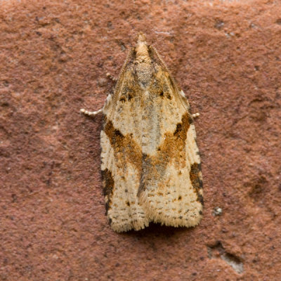 4623 Koolbladroller - Cyclamen Tortrix - Clepsis spectrana