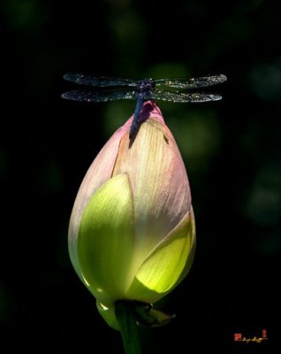 Lotus Bud and Slatey Skimmer Dragonfly (DL076)