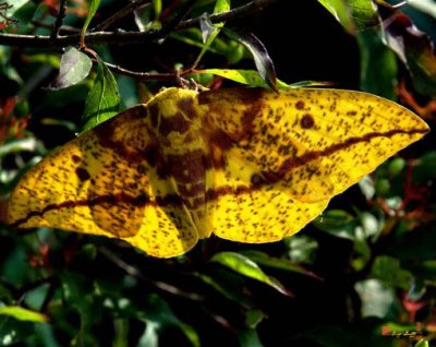 Imperial Moth (DIN053)