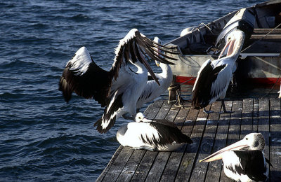 Pelicans at Careel Bay.jpg