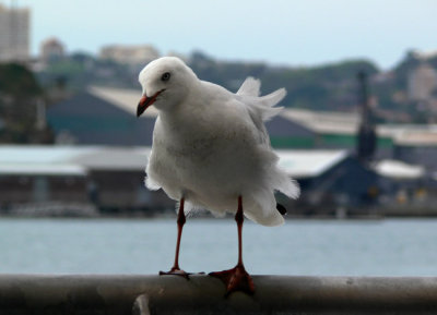 Another DYC seagull.jpg