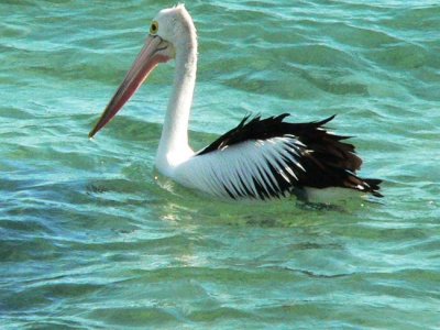 Watsons Bay pelican.jpg