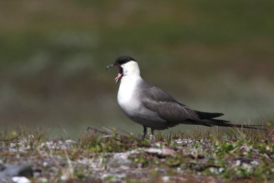 Fjllabb  Long Tailed  Skua  Stercorarius  Longicaudus  Swedish Lapland   Padjelanta   june 2008