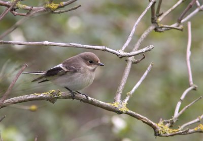 Svartvit Flugsnappare European Pied Flycatcher Ficedula hypoleuca Sweden