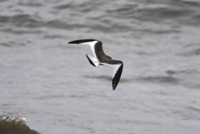 Tärnmås Sabine's Gull Larus sabini Sweden