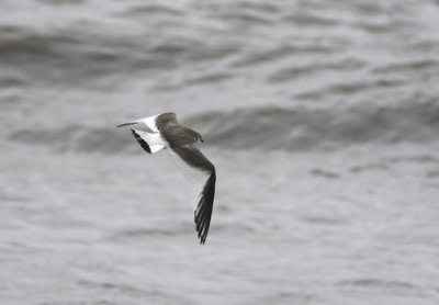 Tärnmås Sabine's Gull Larus sabini Sweden