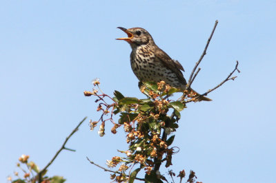 Taltrast Song Thrush  Turdus philomelos  Sweden