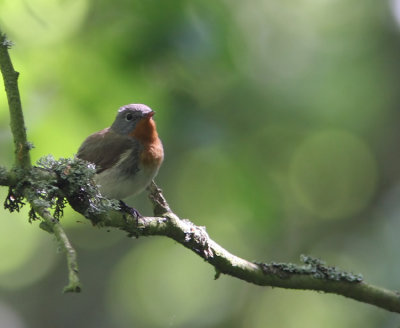 Red-breasted Flycatcher  Ficedula parva  Sweden