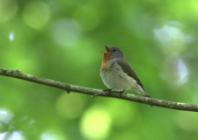Mindre Flugsnappare Red-breasted Flycatcher  Ficedula parva  Sweden