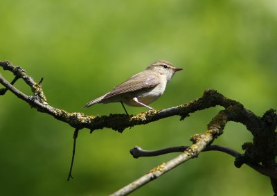 Lundsngare Greenish Warbler  Phylloscopus trochiloides  Sweden