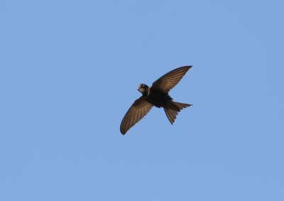 Common Swift  Apus apus  Sweden