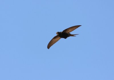 Common Swift  Apus apus  Sweden