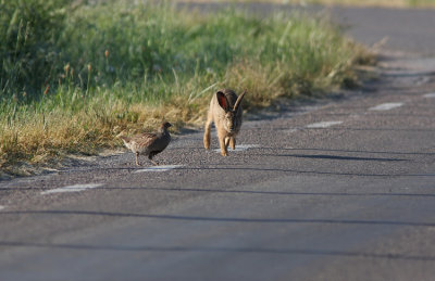 Grey Partridge Perdix perdix hunting Hare  land Sweden