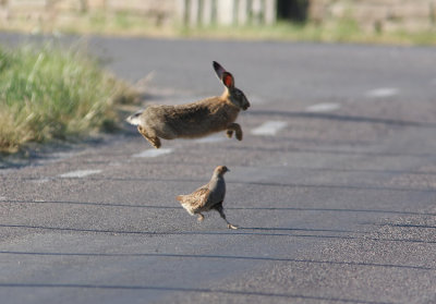 Grey Partridge Perdix perdix hunting Hare