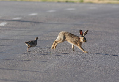 Grey Partridge Perdix perdix hunting Hare