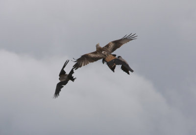 Red Kite  Milvus milvus with chick of  Carrion Crow Corvus corone  Sweden