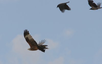 Rd Glada Red Kite  Milvus milvus with chick of  Carrion Crow Corvus corone  Sweden