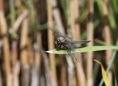 Dragonfly southern Sweden