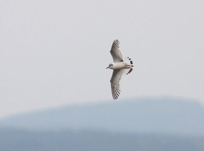  Dvrgms Little Gull  Larus minutus  Sweden